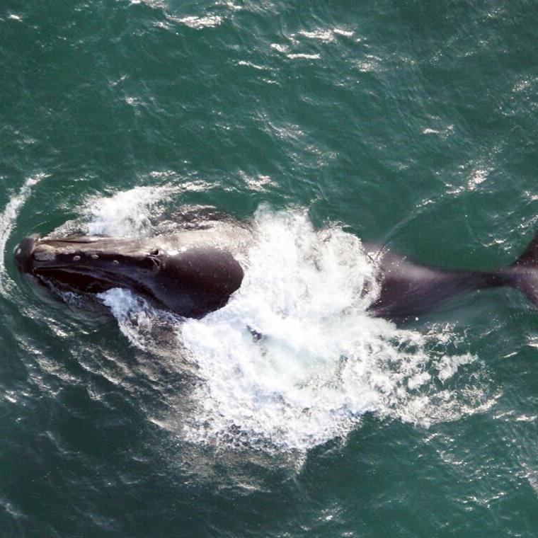 Progress being made in fight to save North Atlantic right whale from extinction